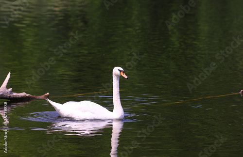 A white swan in the green water of a pond  near a sunken tree trunk