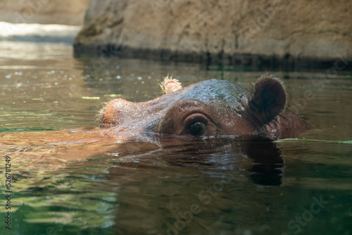 A common hippopotamus (Hippopotamus amphibius) eye at water level