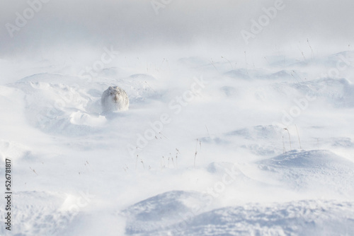 Mountain hare (Lepus timidus) caught in spin-drift, Scotland. photo