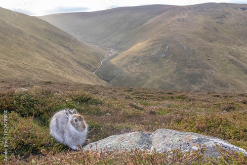 Moulting mountain hare (Lepus timidus) in the Highlands, Scotland.