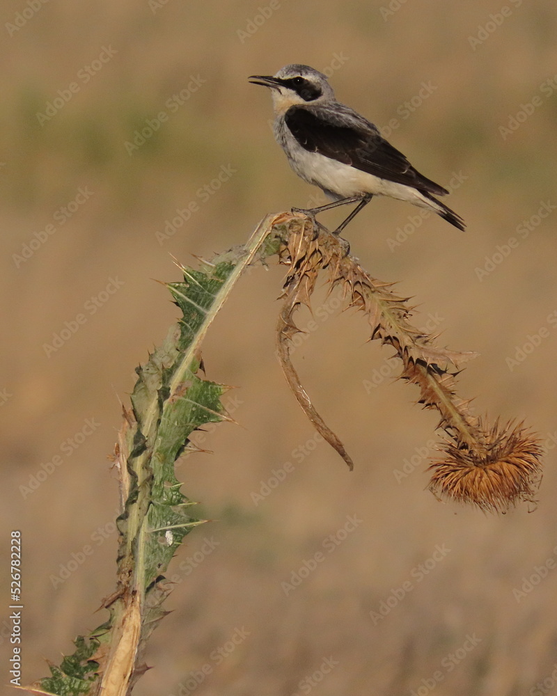 Northern wheatear (Oenanthe oenanthe) perched on thistle plants during a sunny day of summer. Northern wheatear (Oenanthe oenanthe) perched on thistle plants during a sunny day of summer.