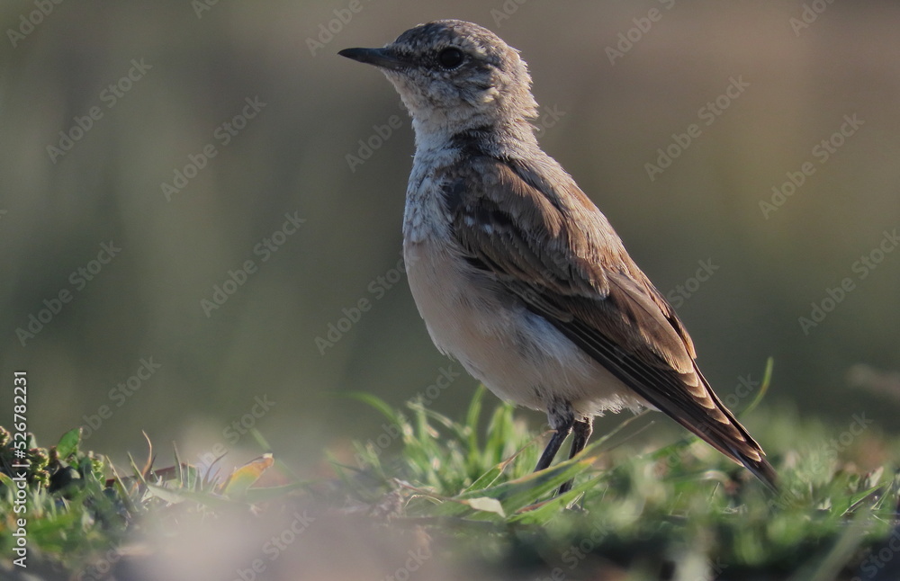 Northern wheatear (Oenanthe oenanthe) juvenile standing on the ground making eye contact with the camera. Little young bird standing in grass. Northern wheatear (Oenanthe oenanthe) juvenile standing on the ground making eye contact with the camera. Little young bird standing in grass.