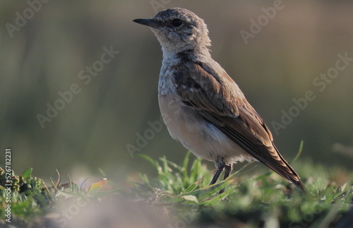 Northern wheatear (Oenanthe oenanthe) juvenile standing on the ground making eye contact with the camera. Little young bird standing in grass.