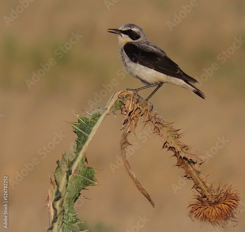 Northern wheatear (Oenanthe oenanthe) perched on thistle plants during a sunny day of summer.