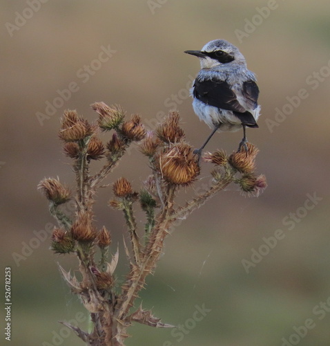 Northern wheatear (Oenanthe oenanthe) perched on thistle plants during a cloudy day of summer.