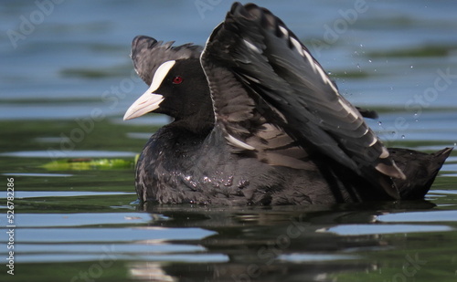 Eurasian coot (Fulica atra) swimming, lifting it's wings up.