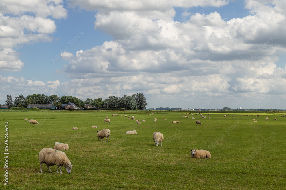 Grazing sheep in a wide Dutch polder landscape.