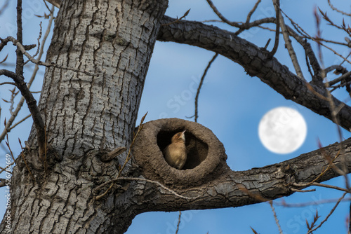 Un hornero en la puerta de su nido observando acompañado de una hermosa luna llena  photo