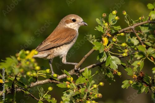 Red-backed shrike, lanius collurio, female sitting on a twig in summertime. Animal wildlife among green plants from side view. Bird perched on a tree in forest.
