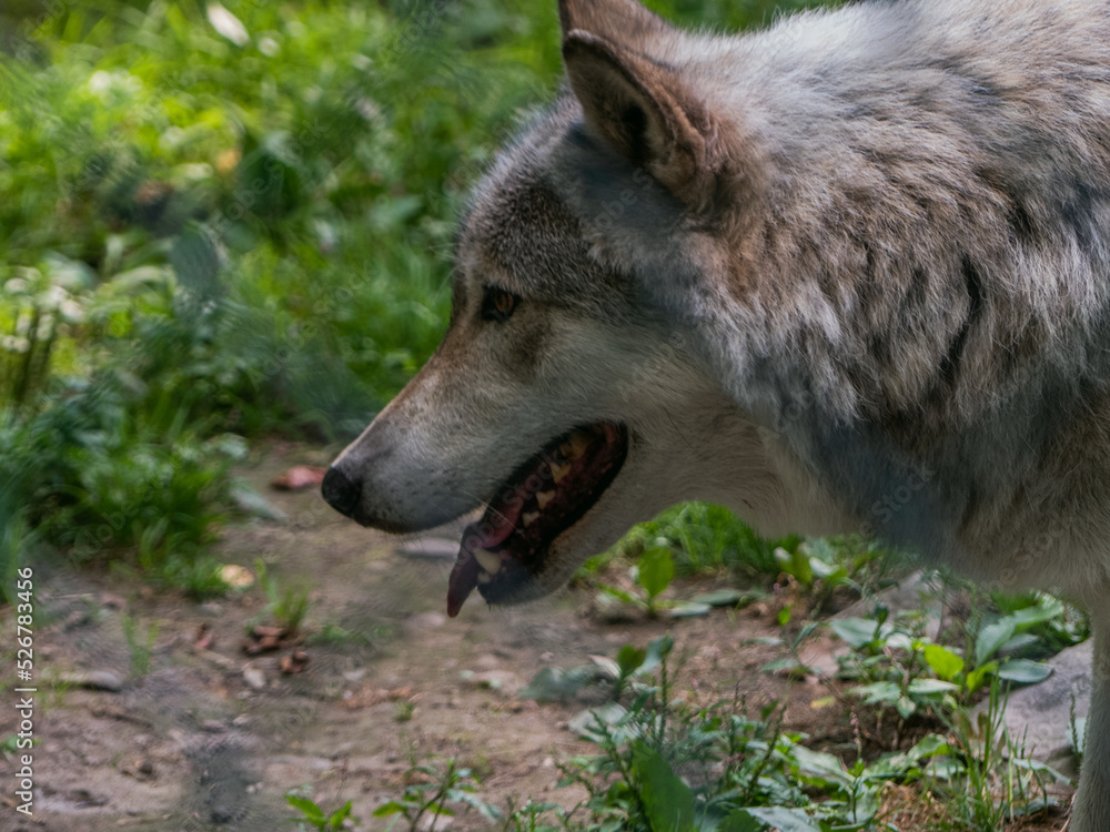 Fototapeta premium Wolf in the woods