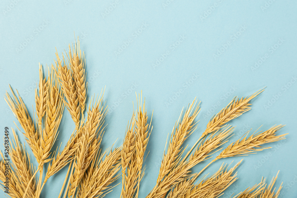 Wheat ears and rye on a blue pastel paper background. Top view, flat lay, copy space. Wheat ears and rye on a blue pastel paper background. Top view, flat lay, copy space.