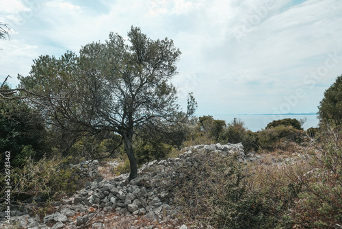 Olive tree garden in Croatia, Olive trees in the south by the sea.