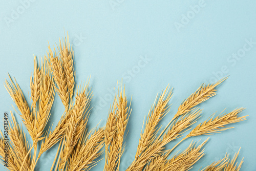 Wheat ears and rye on a blue pastel paper background. Top view, flat lay, copy space.