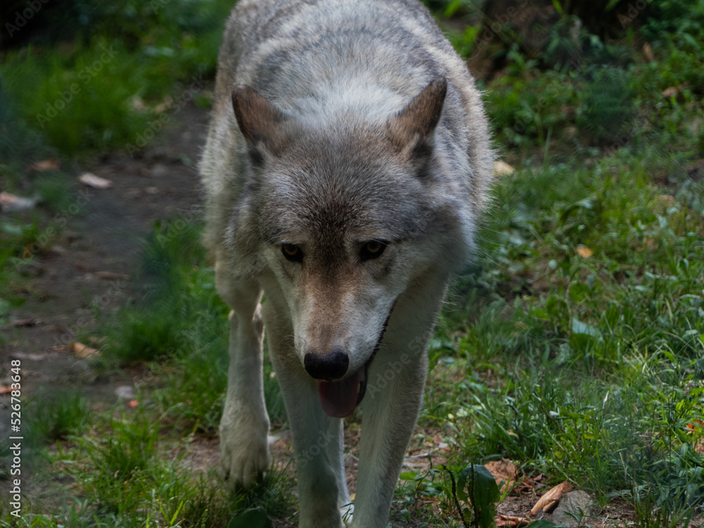 Fototapeta premium Wolf walking down a trail