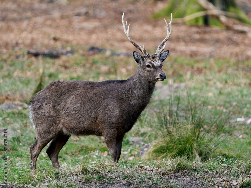 Sika deer (Cervus nippon) Sika deer (Cervus nippon)