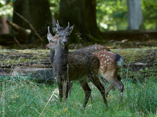 Sika deer (Cervus nippon)