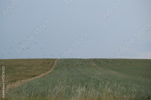 Wallpaper Mural Schwarze Raben fliegen am  hell blauen Horizont über einem grünen Feld. Torontodigital.ca