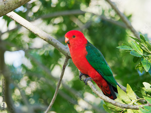 Australian King Parrot (Alisterus scapularis) at Maitland NSW Australia