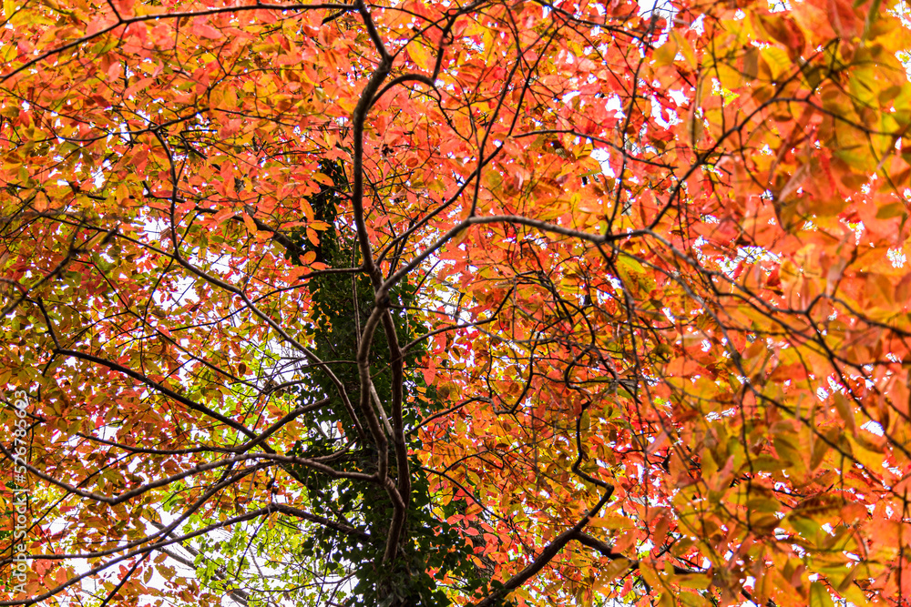Tree in autumn, Asheville, North Carolina, USA Tree in autumn, Asheville, North Carolina, USA