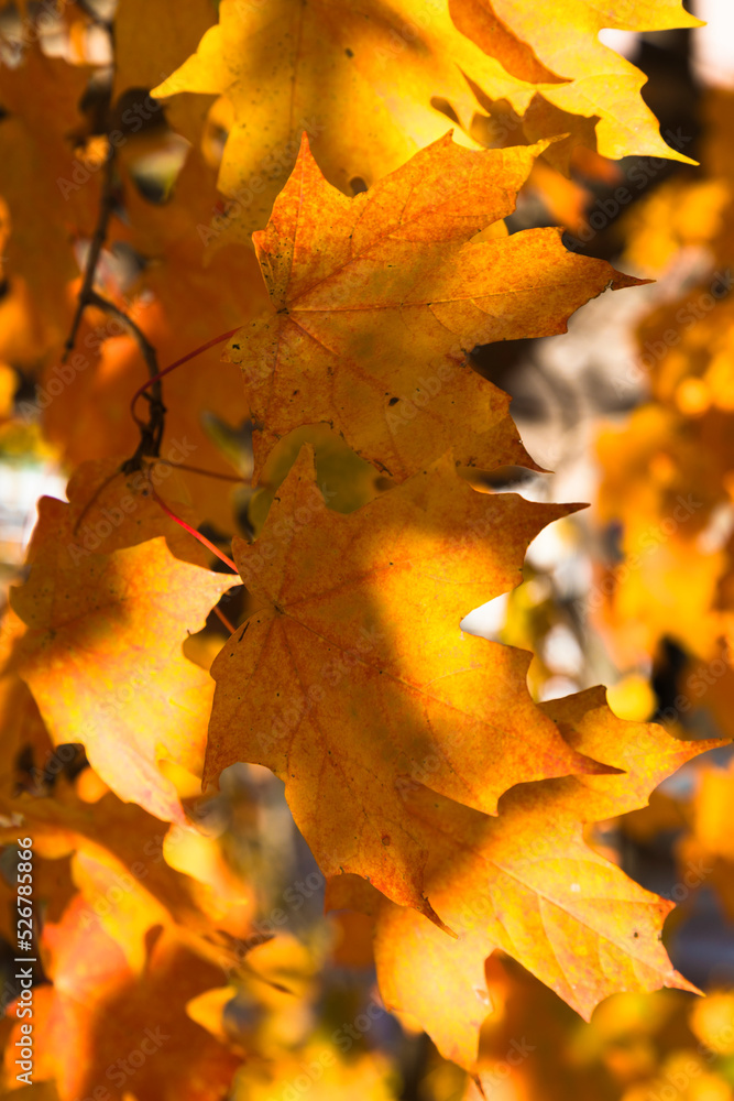 Autumn trees in the park, Asheville, North Carolina, USA Autumn trees in the park, Asheville, North Carolina, USA