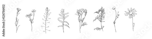 Hand drawn plant collection. Set of flowers outlines. Black plants sketch vector on white background. Herb wildflower decorative print elements