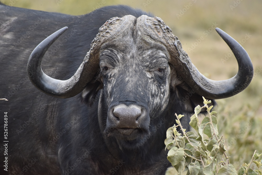 Cape buffalo at Hell's gate national park Kenya Cape buffalo at Hell's gate national park Kenya