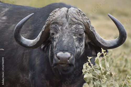 Cape buffalo at Hell's gate national park Kenya