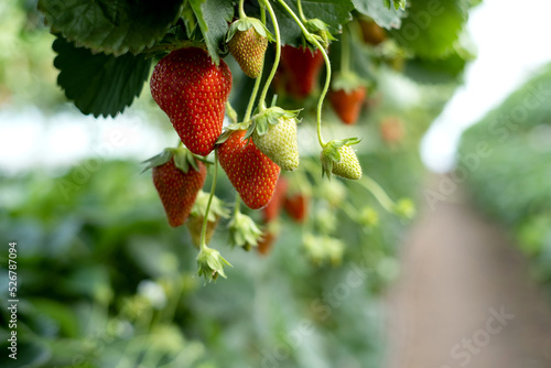 strawberries grow in vertical beds