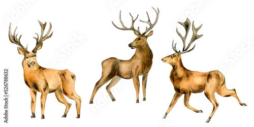 Set of deer  horned animals watercolor illustration isolated on white background.