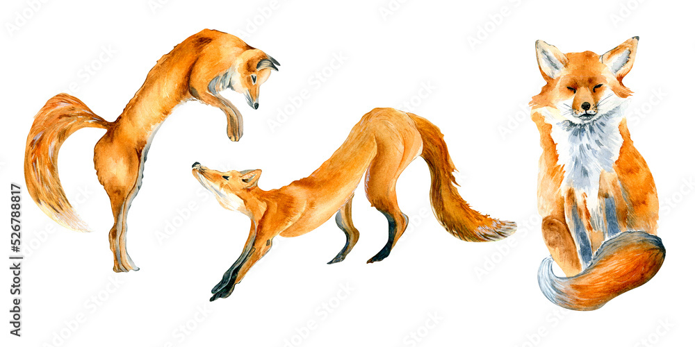 Set of red foxes watercolor illustration isolated on white. Set of red foxes watercolor illustration isolated on white.