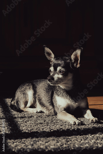 chihuahua puppy 