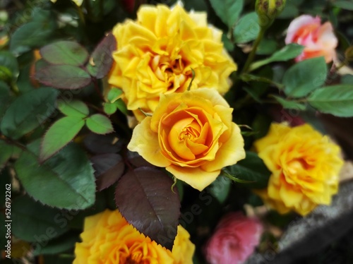 Garden roses are predominantly hybrid roses that are grown as ornamental plants in private or public gardens