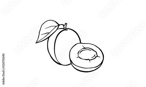 Apricot - outline