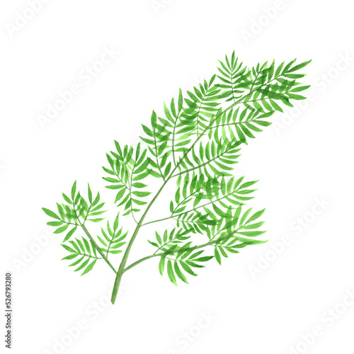 Hand-painted watercolor fern. An elegant sprig is an isolated element of garden set