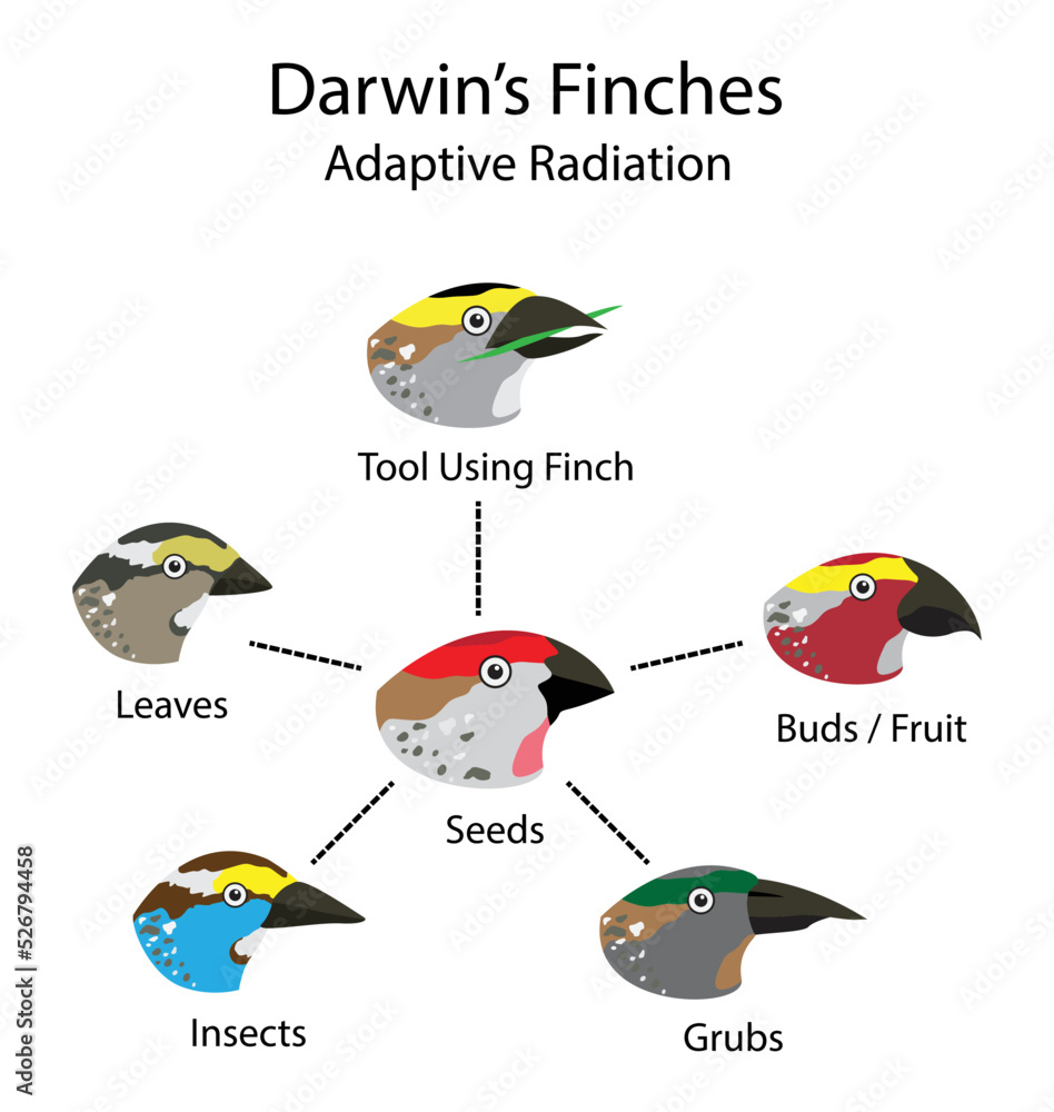 illustration of biology and animals, Darwin's finches, adaptive radiation  and natural selection, Cranial shape evolution in adaptive radiations of  birds, Origin of Species Stock Vector | Adobe Stock