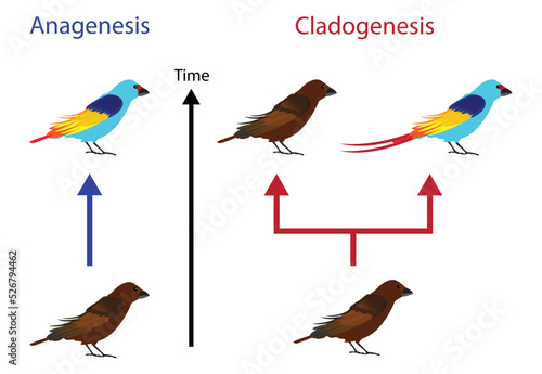 illustration of biology and animal, Anagenesis is the gradual evolution of a species, Cladogenesis is evolutionary splitting of a parent species into two distinct species, Anagenesis, Cladogenenesis