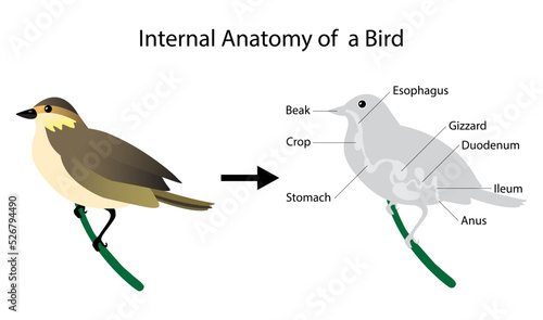 illustration of biology and animals, Internal Anatomy of bird, the physiological structure of birds, musculoskeletal system, Avian skeleton, bird's internal organs