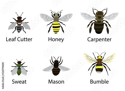 illustration of biology and zoology, different types of winged animals, various small insects, types of small bugs, Types of Small Insects