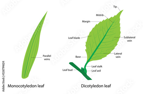 illustration of Plant Biology and botany, Characteristics of monocots and cotyledons, Difference Between Cotyledon Leaf and Cotyledon Leaf photo