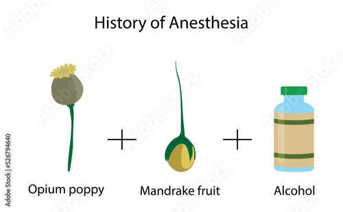 illustration of biology and medical, History of Anesthesia, Anesthesia Components, The composition of the raw material extracted as an Anesthesia, making medicine from plants