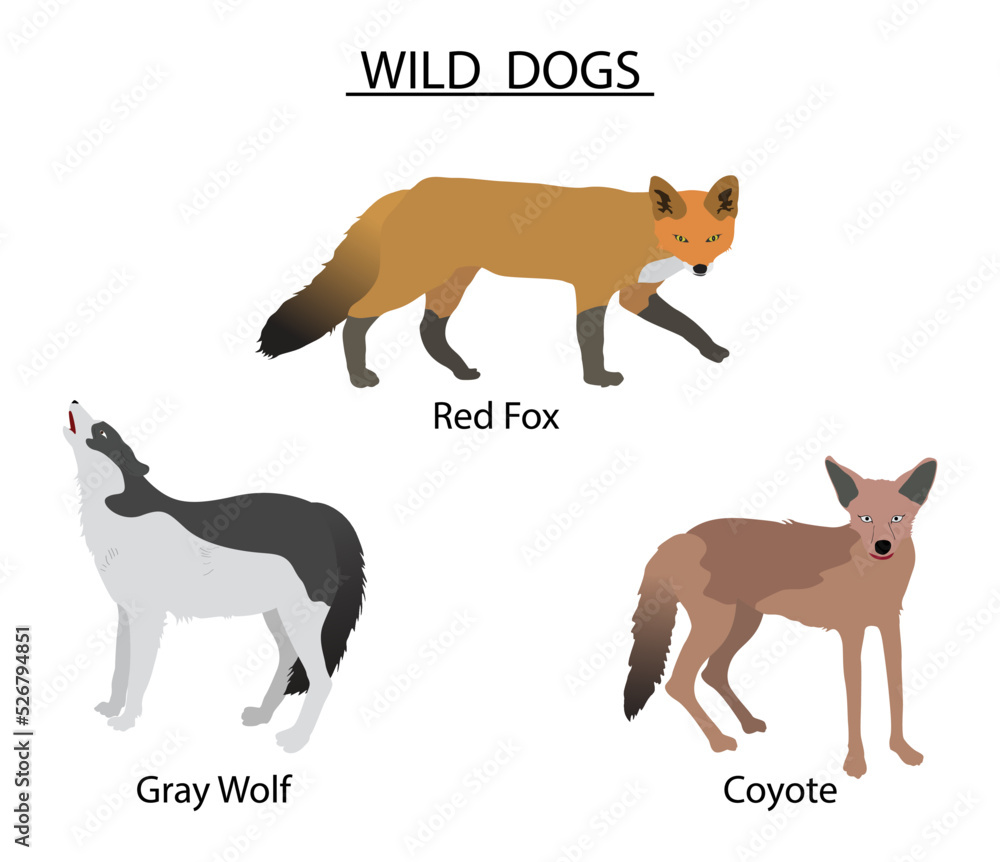 illustration of biology and animals, Types of Wild Dogs, the different