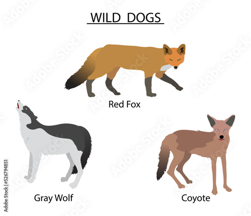 illustration of biology and animals, Types of Wild Dogs, the different types of wild dogs, the red wolf Physically, it is a cross between the grey wolf and the coyote