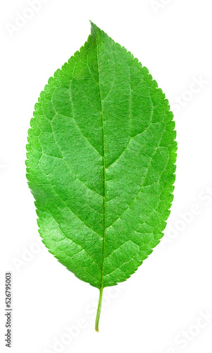 Tapety artystyczne green leaf isolated
