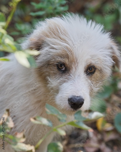 Wallpaper Mural Der Kopf von einem jungen, hell braunen-weißen Hund  der mit braunen Augen in die Kamera schaut. Torontodigital.ca