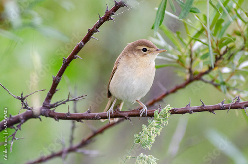 Small gray bird on a branch close-up. The reed warbler of the family Acrocephalidae. Summer season.
