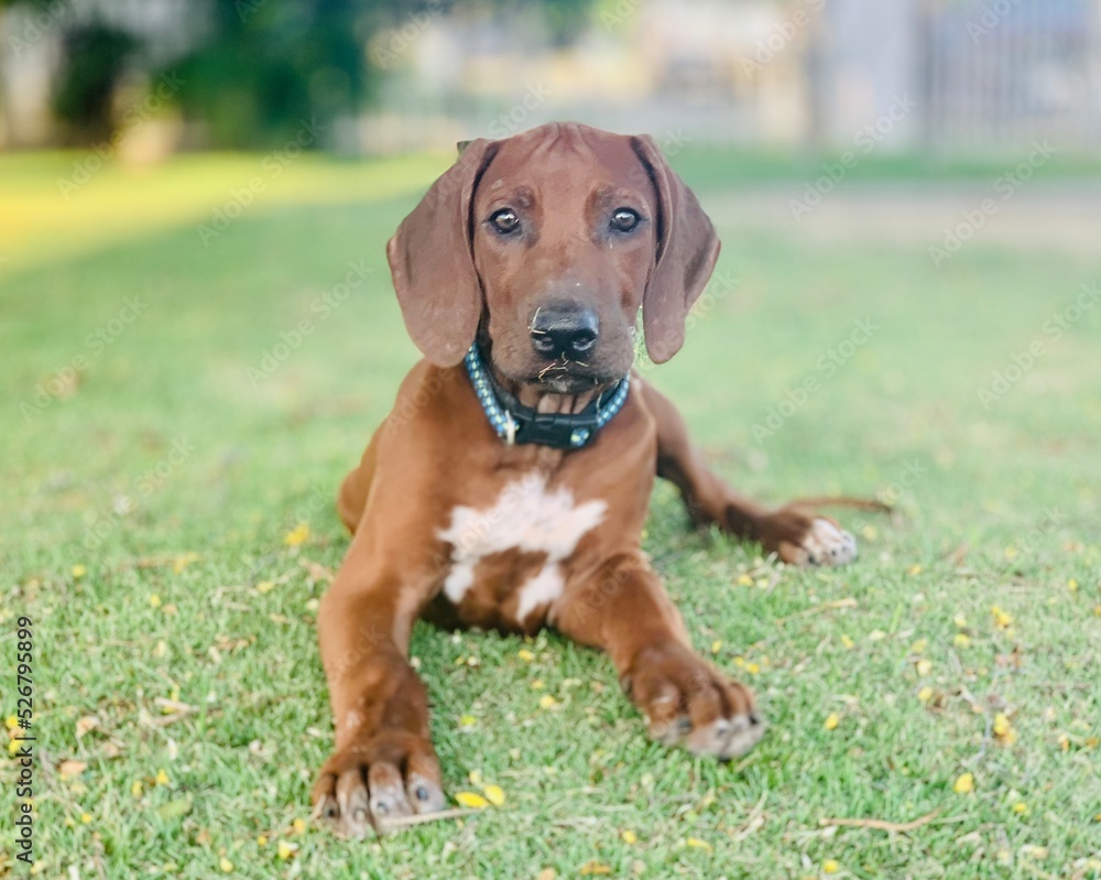 Rodhessian Ridgeback puppy