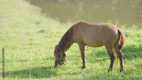 Horse eating freshgrass on the lawn sunlight in the evening. Brown horse feeding standing at the farm near the river. Animals nature wildlife concept. photo