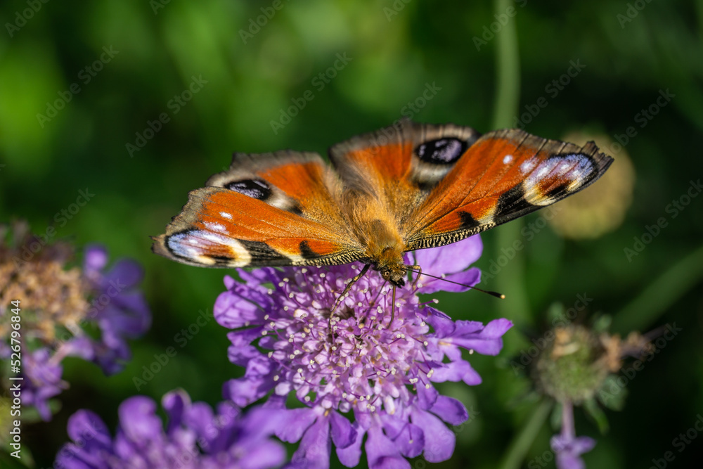 Obraz premium Pfauenauge auf lila Blüte