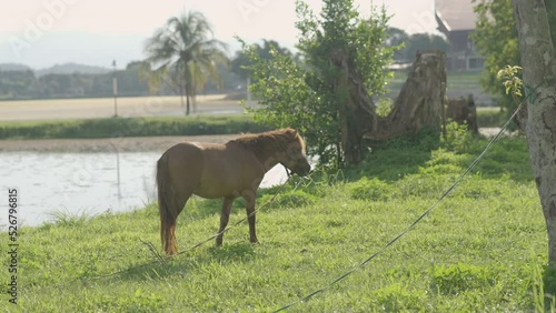 Horse eating freshgrass on the lawn sunlight in the evening. Brown horse feeding standing at the farm near the river. Animals nature wildlife concept. photo