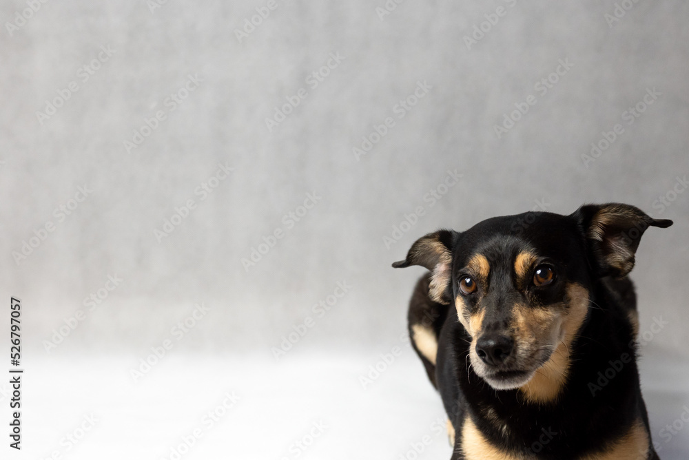 Portrait of sad dog on a white background. Sad and worried mongrel dog on a floor. Sad looking black dog sitting isolated on a white background. Sick or unhappy dog Portrait of sad dog on a white background. Sad and worried mongrel dog on a floor. Sad looking black dog sitting isolated on a white background. Sick or unhappy dog